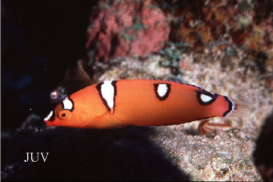  Coris gaimard (Yellow Coris Wrasse)